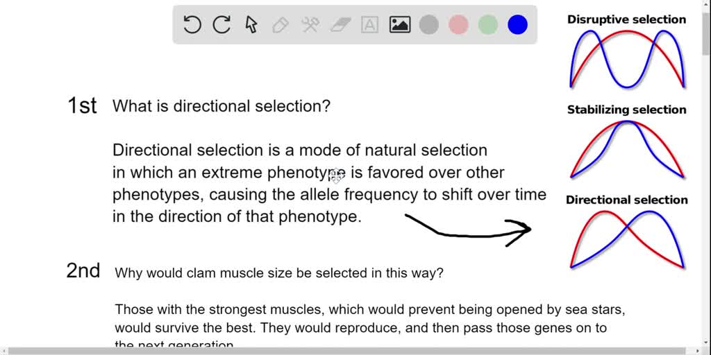SOLVEDOpen Ended Sea stars eat clams by pulling apart the two halves