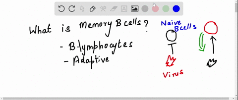 memory-b-cells-are-a-cloned-lymphocytes-that-are-active-in-subsequent-infections-b-cloned-lymphocyte