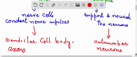 what-are-the-two-types-of-cells-found-in-nervous-tissue-briefly-describe-the-structure-and-function-