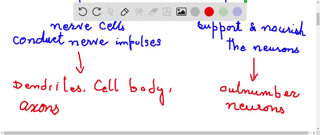 What Are The Two Primary Types Of Cells