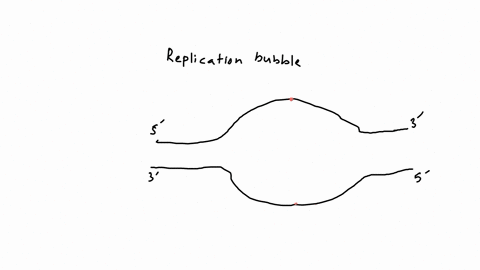 SOLVED:Draw a replication bubble with both replication forks and label ...