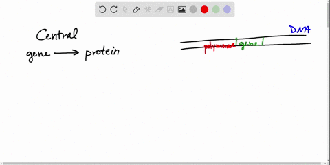 what-is-the-flow-of-information-for-the-synthesis-of-proteins-according-to-the-central-dogma-a-dna-t