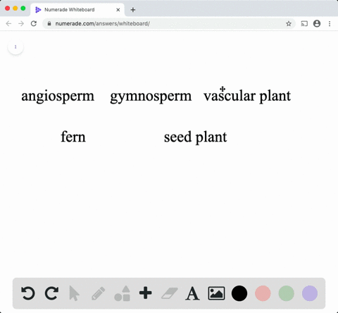 which-of-the-following-terms-includes-all-the-others-a-angiosperm-b-gymnosperm-c-vascular-plant-d-2
