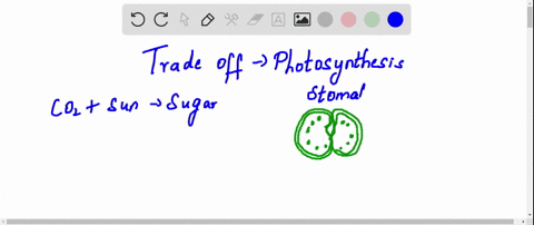 there-is-a-trade-off-between-photosynthesis-and-transpiration-in-leaves-because-a-numerous-stomata-4