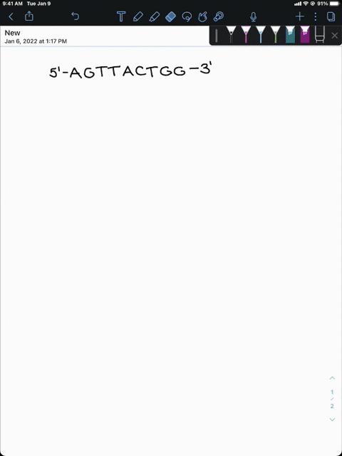 imagine-a-single-dna-strand-containing-a-section-with-the-following-base-sequence-5prime-agttactgg-2