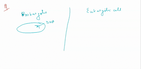 in-contrast-to-the-average-prokaryotic-cells-eukaryotic-cells-a-have-no-nucleus-b-have-many-differen
