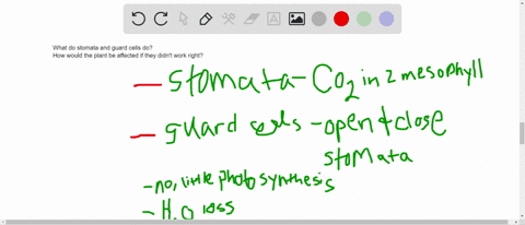 describe-the-roles-played-by-stomata-and-guard-cells-what-would-happen-to-a-plant-if-these-cells-did
