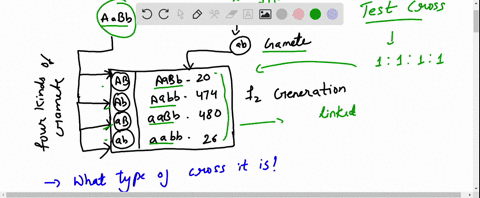 individuals-of-genotype-aabb-were-mated-to-individuals-of-genotype-aabb-one-thousand-offspring-were-