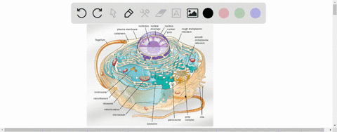 match-each-organelle-with-its-correct-function-text-protein-synthesis-quad-quadquadquadquad-text-a-m