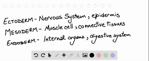 which-germ-layer-forms-the-skin-cells-a-endoderm-b-ectoderm-c-mesoderm-d-trophoblast