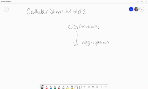 when-a-spore-of-a-cellular-slime-mold-germinates-it-gives-rise-to-a-_____-a-free-living-amoeboid-b-f