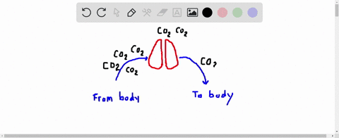if-you-hold-your-breath-for-a-long-time-body-mathrmco_2-levels-______and-the-mathrmph-of-body-fluids