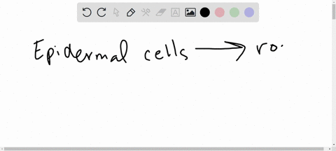 what-types-of-cells-form-root-hairs-what-is-the-function-of-root-hairs