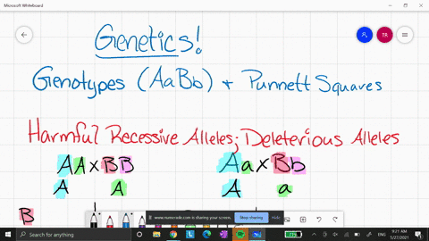 as-we-have-seen-inbreeding-can-reduce-offspring-firmness-by-exposing-deleterious-recessive-alleles-h
