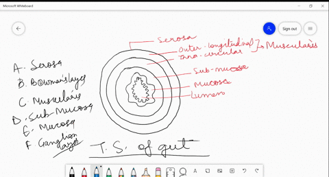 identify-the-order-of-the-following-histological-layers-which-are-present-in-the-wall-of-human-alime