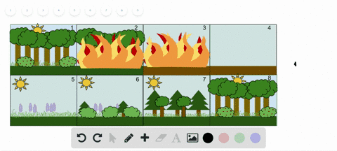 explain-what-happens-to-a-forest-community-after-a-forest-fire-a-the-same-community-is-quickly-re-es