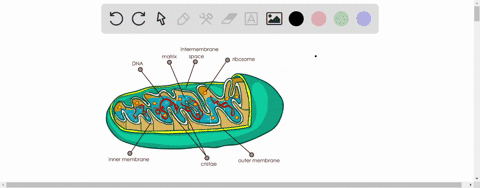 cellular-respiration-is-completed-in-the-______-a-nucleus-b-mitochondrion-c-plasma-membrane-d-cytopl