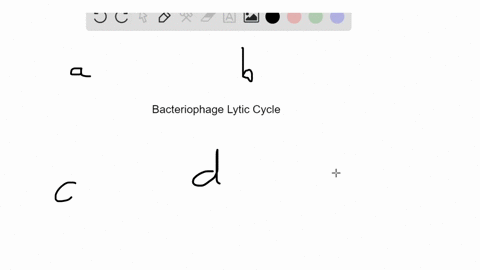 the-five-stages-of-the-bacteriophage-lytic-cycle-occur-in-this-order-a-penetration-attachment-releas