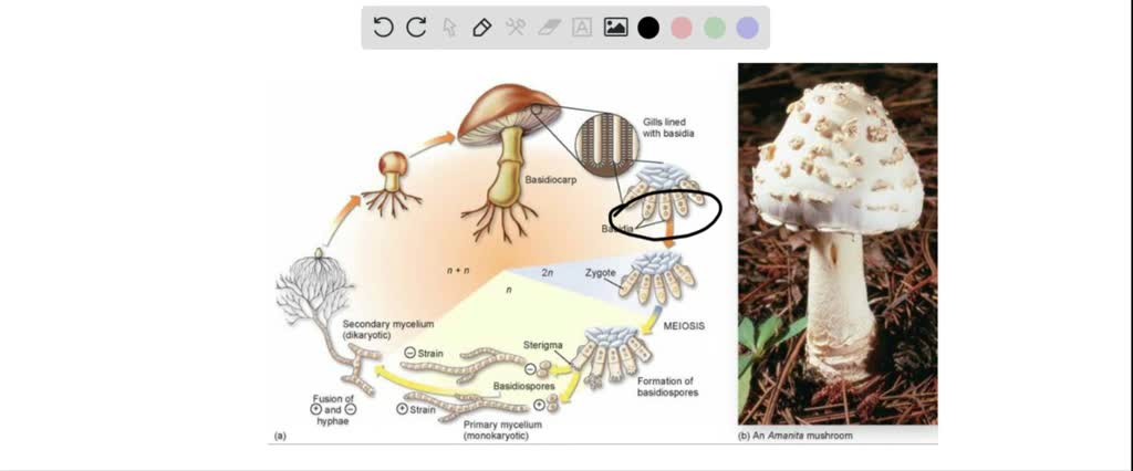 SOLVED:In many an extensive dikaryotic mycelium is the most conspicuous ...