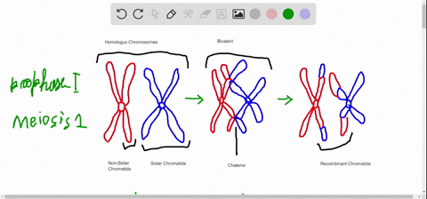 SOLVED:Synapsis occurs during a. mitosis. b. meiosis I. c. meiosis II. d.  Both b and c