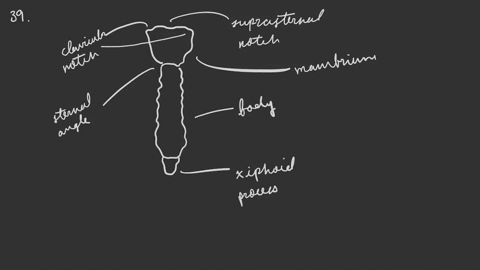 describe-the-parts-of-the-sternum