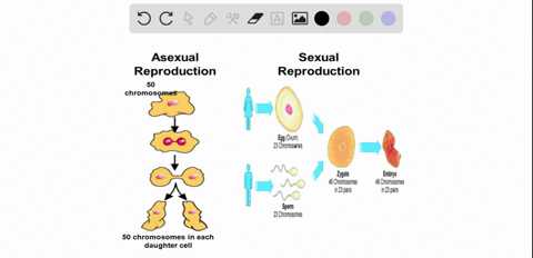 SOLVED:Describe the different types of sexual and asexual reproduction in  animals.