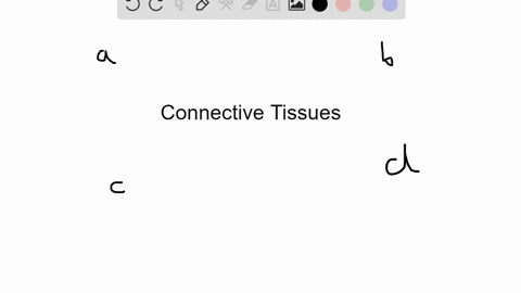 the-connective-tissue-covering-that-encloses-the-sarcolemma-of-an-individual-muscle-fiber-is-called-