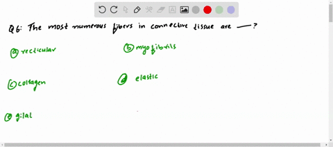 the-most-numerous-fibers-in-connective-tissue-are-a-reticular-b-myofibrils-c-collagen-d-elastic-e-gl