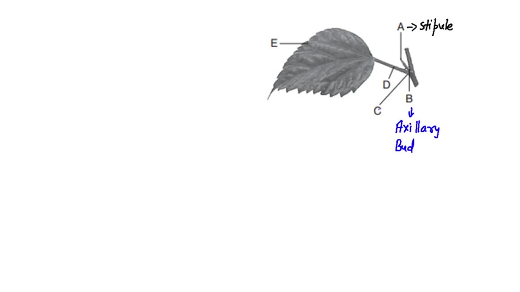 Identify The Parts Of A To E In The Below Figure?(a) A-Leaf Base, B ...