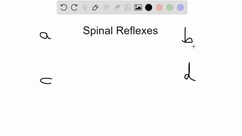 a-spinal-reflex-requires-the-participation-of-each-of-the-following-except-a-cerebral-cortex-b-senso