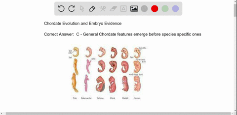 embryos-of-different-chordate-species-resemble-each-other-at-an-early-developmental-stage-they-then-