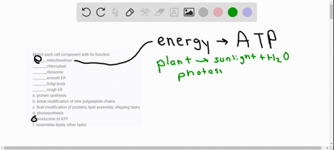 match-each-cell-component-with-its-function-________mitochondrion-________chloroplast-________riboso