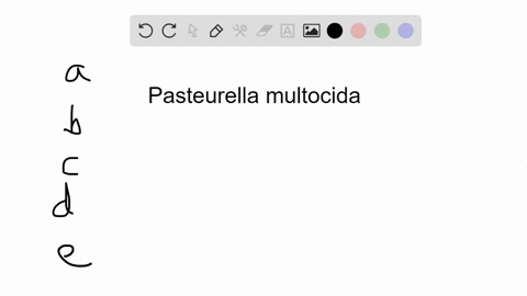 which-of-the-following-statements-about-pasteurella-multocida-is-false-a-infections-generally-respon
