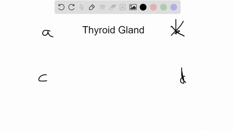 which-of-the-following-disorders-is-caused-by-an-overactive-thyroid-gland-a-hypothyroidism-b-addison