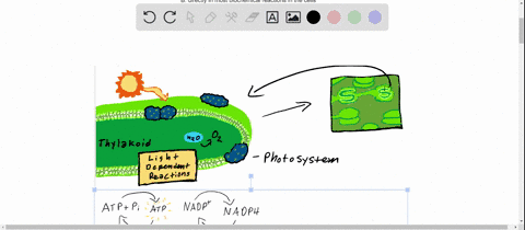 the-atp-and-nadph-from-the-light-reactions-are-used-a-in-glycolysis-in-roots-b-directly-in-most-bioc