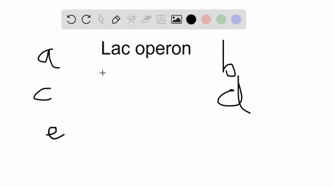 for-the-e-coli-lac-operon-when-lactose-is-present-a-and-glucose-is-absent-camp-binds-and-activates-3