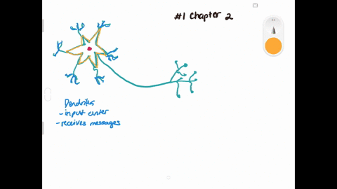the-neuron-fiber-that-passes-messages-through-its-branches-to-other-neurons-or-to-muscles-and-glands