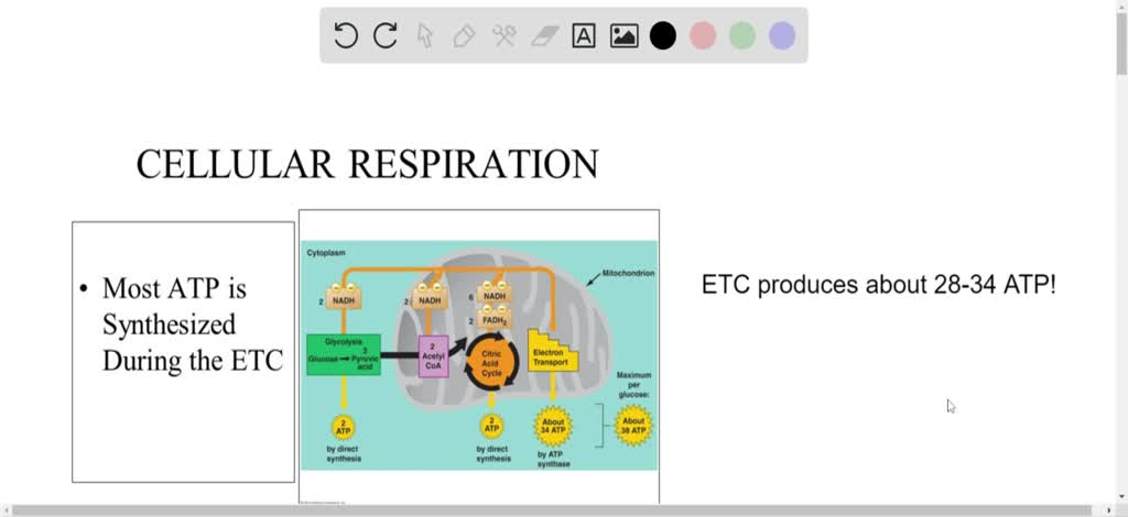 SOLVED:The metabolic process that produces the most ATP molecules is a