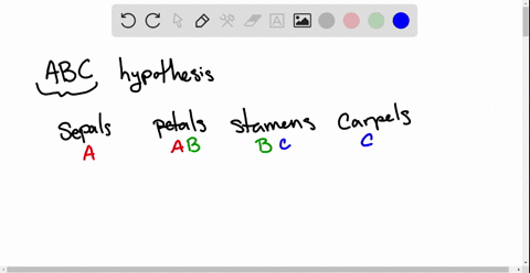 suppose-a-flower-had-normal-expression-of-genes-a-and-c-and-expression-of-gene-b-in-all-four-whorl-2