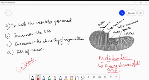 what-is-the-main-function-of-cristae-a-to-hold-the-vesicles-formed-b-increase-the-surface-area-c-inc