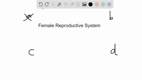 the-hormone-responsible-for-proliferation-of-the-uterine-lining-comes-from-______-a-the-hypothalamus