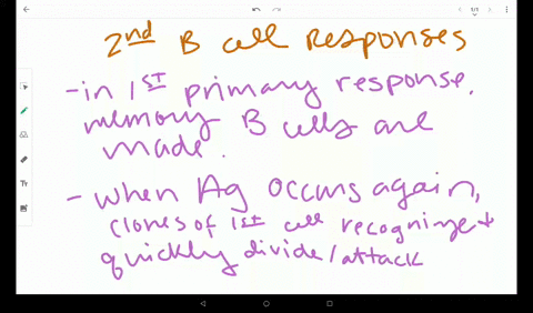 describe-how-secondary-b-cell-responses-are-developed