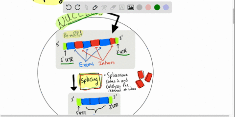 the-___-catalyzes-the-excision-of-introns-from-pre-mrna-a-ribosome-b-spliceosome-c-rna-polymerase-en