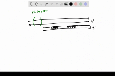 draw-a-two-intron-eukaryotic-gene-and-its-pre-mrna-and-mrna-products-be-sure-to-include-all-the-fe-2
