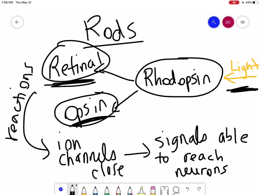 solved-describe-the-sequence-of-events-after-rhodopsin-absorbs-light