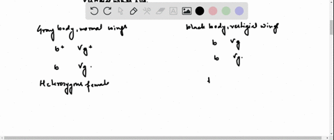 a-phenotypically-wild-type-female-fruit-fly-that-was-heterozygous-for-genes-controlling-body-color-a