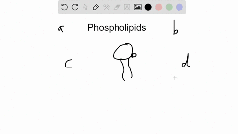which-of-the-following-statements-about-membrane-phospholipids-are-true-select-all-that-apply-a-they
