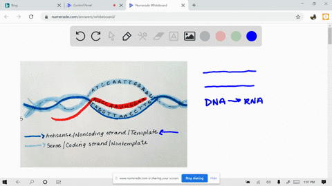 what-are-the-different-names-used-for-the-two-strands-of-dna-involved-in-transcription-3