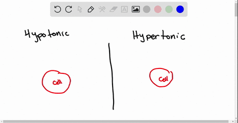 when-a-cell-is-placed-in-a-hypertonic-solution-a-solute-exits-the-cell-to-equalize-the-concentration