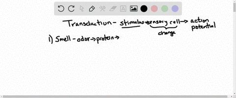 what-is-the-role-of-transduction-in-the-sensory-system-how-does-transduction-occur-for-each-of-the-s